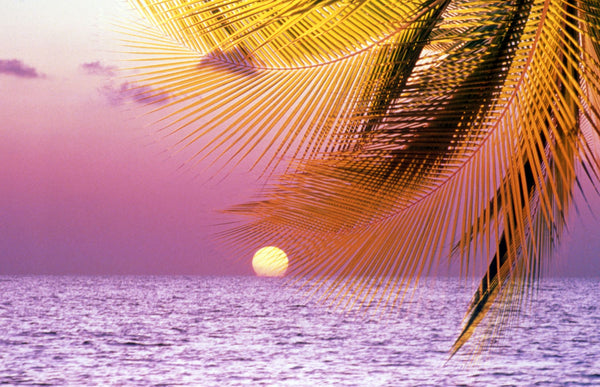 Stylized tropical scene with violet sea, pink sky, setting sun and palm fronds