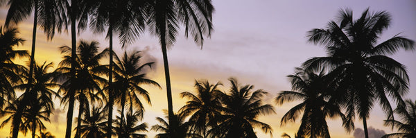 Silhouette of palm trees at sunset, Pigeon Point Beach, Tobago, Trinidad and Tobago, West Indies, Caribbean, Central America