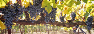 Close-up of grapes in a vineyard, Napa, Napa County, California, USA