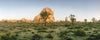 Joshua trees in desert at sunrise, Joshua Tree National Park, San Bernardino County, California, USA
