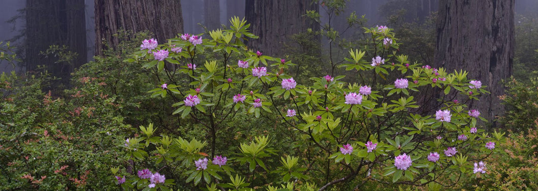 Coastal Redwood (Sequoia sempervirens) and Pacific Rhododendron (Rhododendron macrophyllum), Damnation Creek Trail, Redwood National Park, California, USA