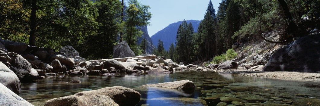 Mountain Behind Pine Trees, Tenaya Creek, Yosemite National Park, California, USA
