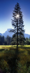 Sun Behind Pine Tree, Half Dome, Yosemite Valley, California, USA