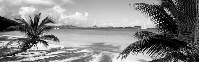 Palm trees on the beach, US Virgin Islands, USA