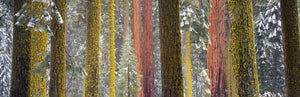 Giant Sequoia, California, USA