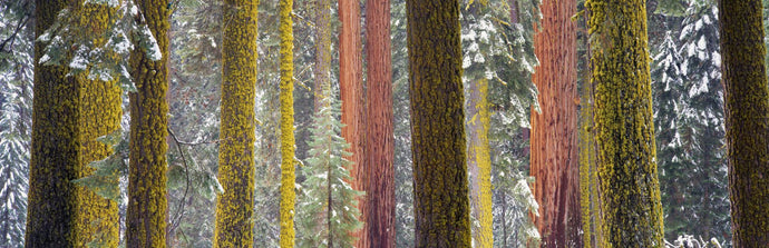 Giant Sequoia, California, USA