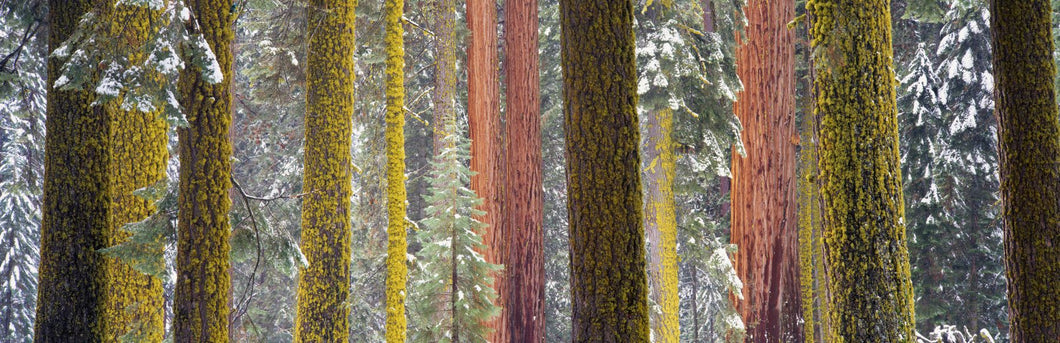 Giant Sequoia, California, USA
