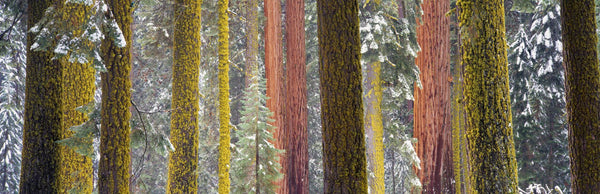 Giant Sequoia, California, USA