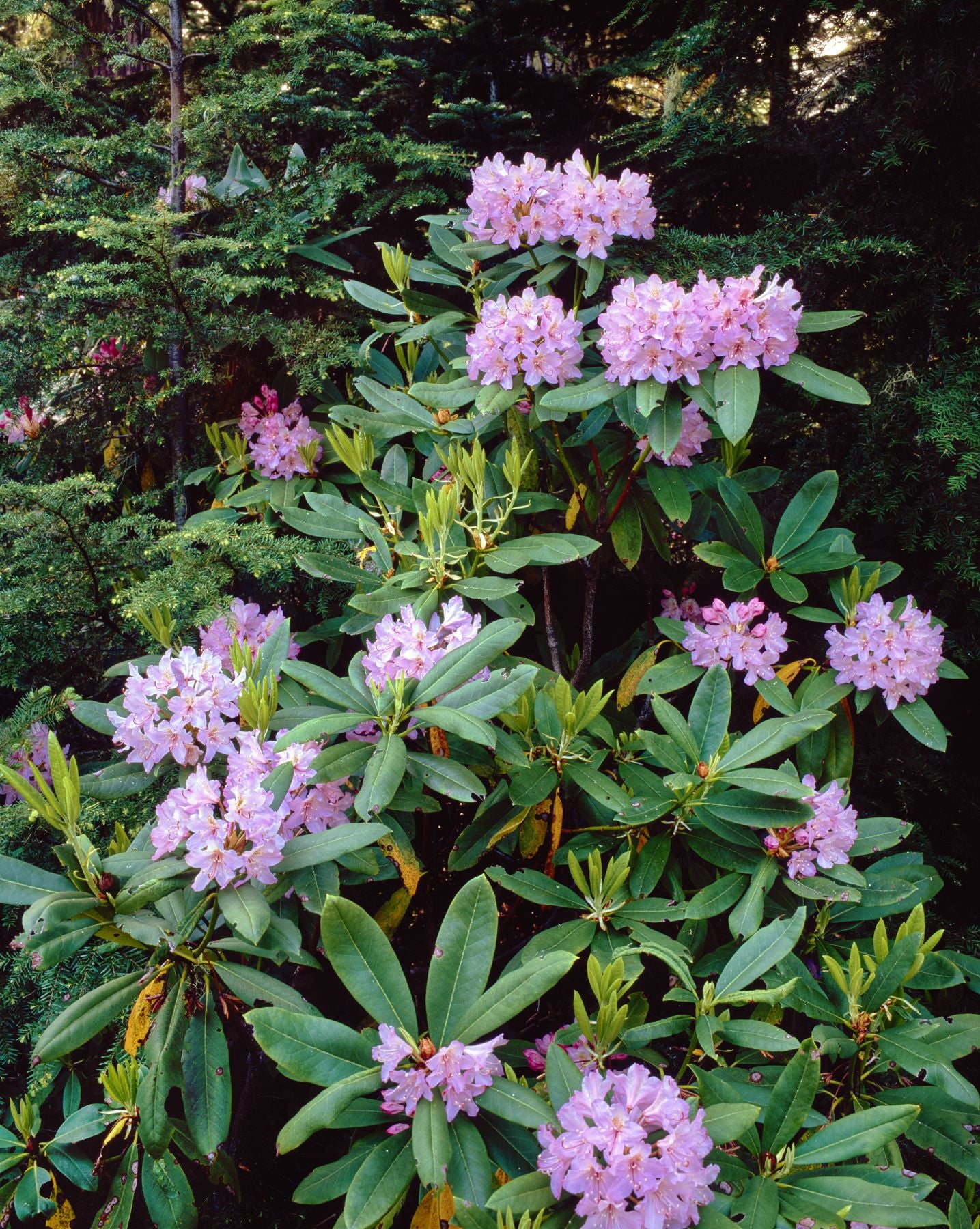 Close-up of Pacific rhododendron (Rhododendron macrophyllum) flowers b – Photo Printing Pros