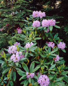 Close-up of Pacific rhododendron (Rhododendron macrophyllum) flowers blooming on plant, Mt Hood National Forest, Hood River County, Oregon, USA
