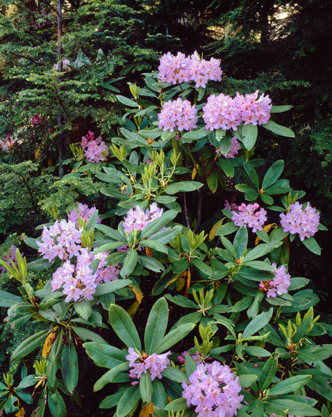 Close-up of Pacific rhododendron (Rhododendron macrophyllum) flowers blooming on plant, Mt Hood National Forest, Hood River County, Oregon, USA