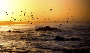 Flock of seagulls fishing in waves at sunset, Morbihan, Brittany, France
