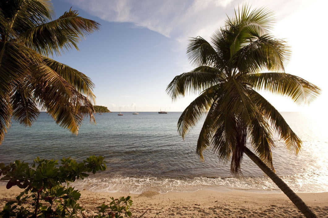 Palm trees on beach at sunset, Culebra Island, Puerto Rico