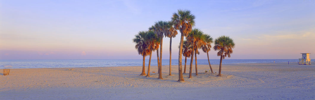 Palm trees on the beach, Florida, USA