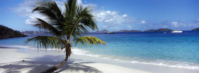 Palm tree on the beach, Salomon Beach, Virgin Islands National Park, St. John, US Virgin Islands