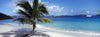 Palm tree on the beach, Salomon Beach, Virgin Islands National Park, St. John, US Virgin Islands
