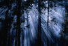 Trees Yosemite National Park CA
