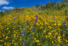 California poppies (Eschscholzia californica) and Canterbury bells (Campanula medium) wildflowers growing in a field, Diamond Valley Lake, California, USA