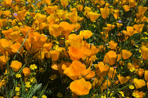 California poppies (Eschscholzia californica) and Canterbury bells (Campanula medium) wildflowers growing in a field, Diamond Valley Lake, California, USA