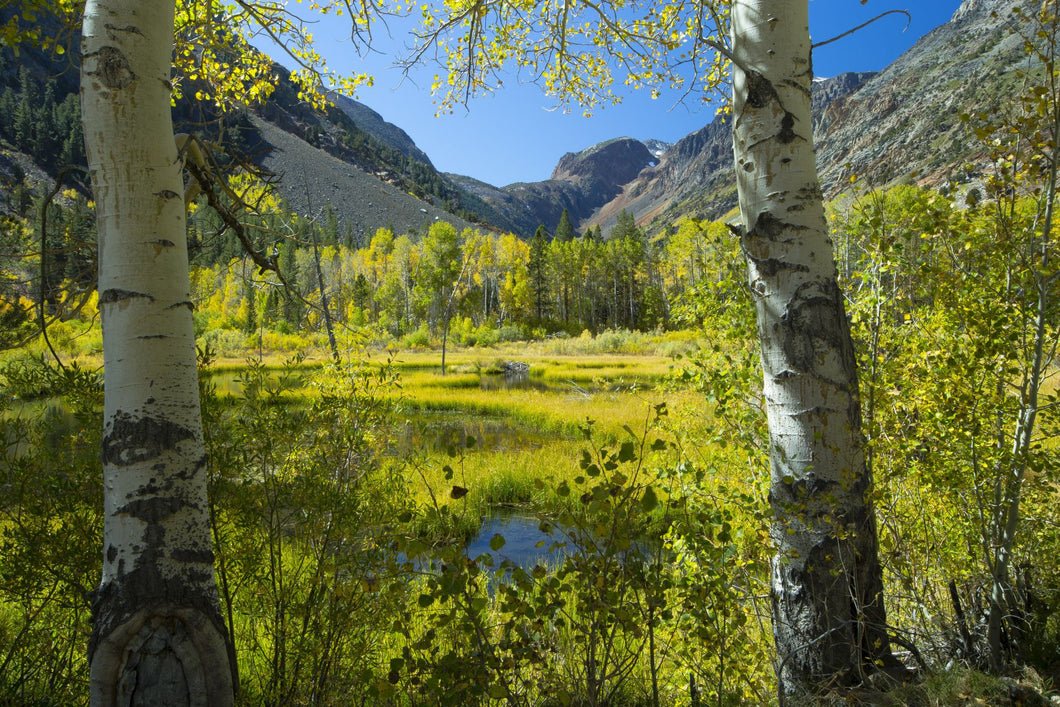 Tree with mountain range in the background, Virginia Lakes, Bishop Creek Canyon, California, USA