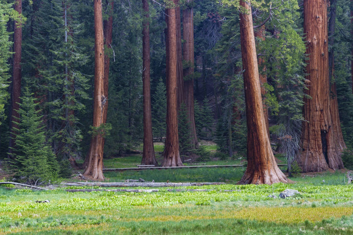Giant Sequoia trees in a forest, Sequoia National Park, California, USA