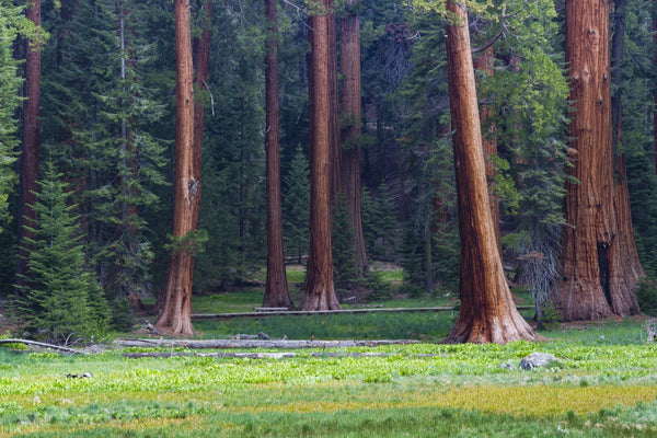 Giant Sequoia trees in a forest, Sequoia National Park, California, USA