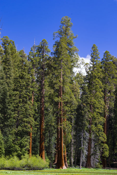 Giant Sequoia tree in a forest, Sequoia National Park, California, USA