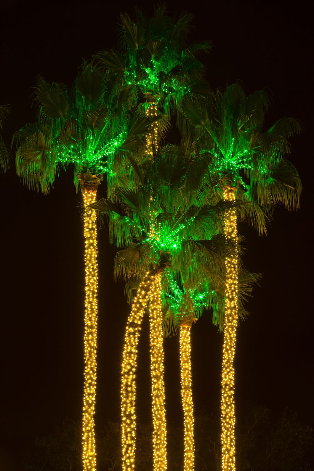 Illuminated palm trees at Dana Point Harbor, Dana Point, Orange County, California, USA