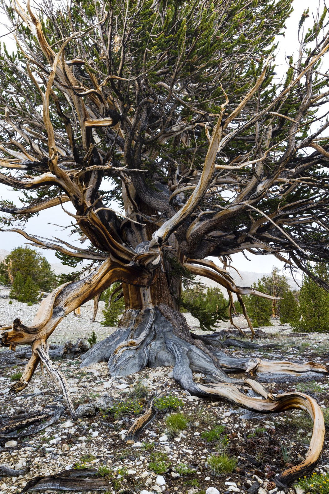 Ancient Bristlecone Pine Forest in the White Mountains, Inyo County, California, USA