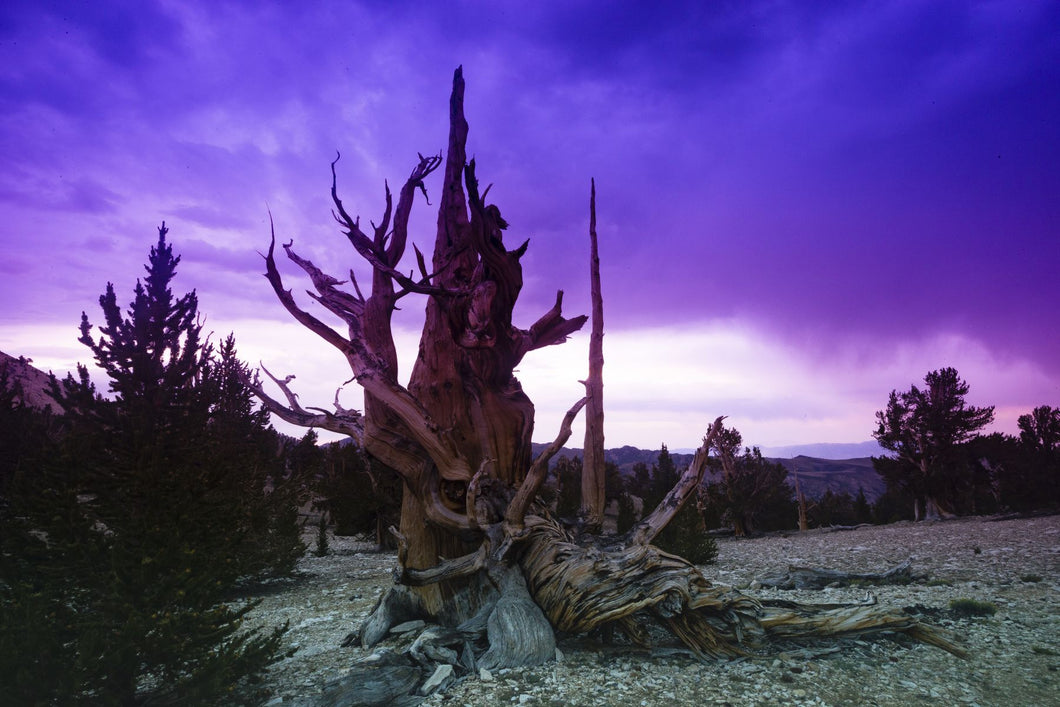 Ancient Bristlecone Pine Forest in the White Mountains, Inyo County, California, USA