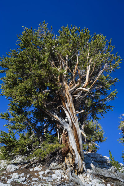 Low angle view of pine tree in Ancient Bristlecone Pine Forest in the White Mountains, Inyo County, California, USA