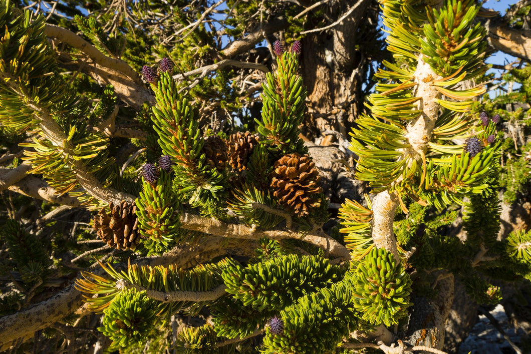 Pine cones growing on a twigs, Ancient Bristlecone Pine Forest, White Mountains, Inyo County, California, USA