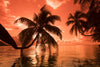 Palm trees at sunset, Moorea, Tahiti, French Polynesia