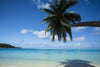 Palm tree on the beach, Bora Bora, Society Islands, French Polynesia