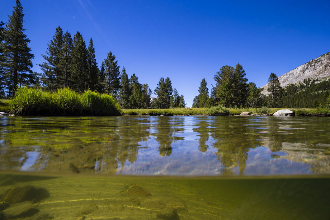 Reflection of trees in a river, Walker River, Eastern Sierra, Sierra Nevada, California, USA
