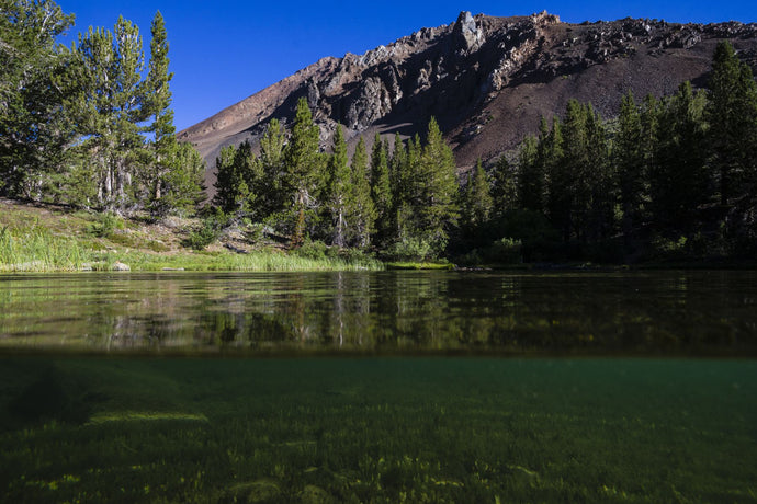 Reflection of trees in a river, Walker River, Eastern Sierra, Sierra Nevada, California, USA