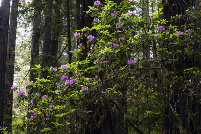 Close-up of Redwood trees in a forest, Del Norte Coast Redwoods State Park, California, USA