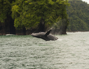Humpback Whale (Megaptera novaeangliae) in the Pacific Ocean, Nuqui, Colombia
