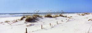Tall grass on the beach, Perdido Key Area, Gulf Islands National Seashore, Pensacola, Florida, USA