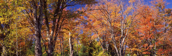 Trees in autumn, Vermont, USA