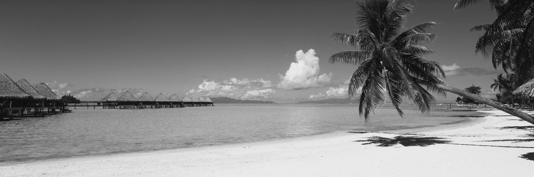Palm Tree On The Beach, Moana Beach, Bora Bora, Tahiti, French Polynesia