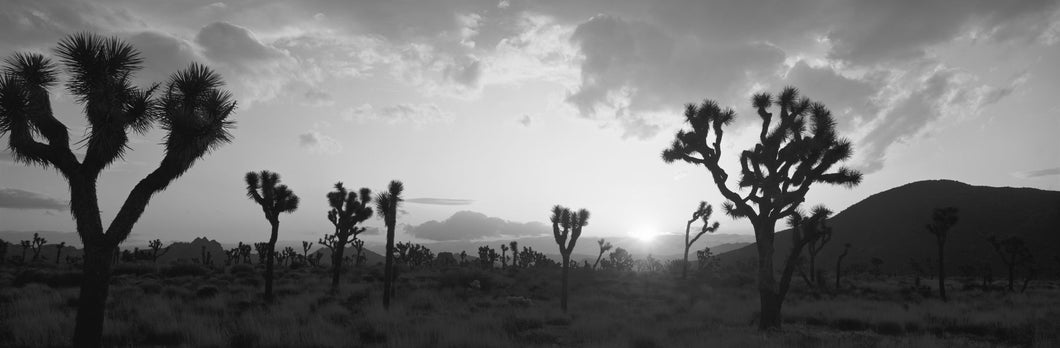 Sunset, Joshua Tree Park, California, USA