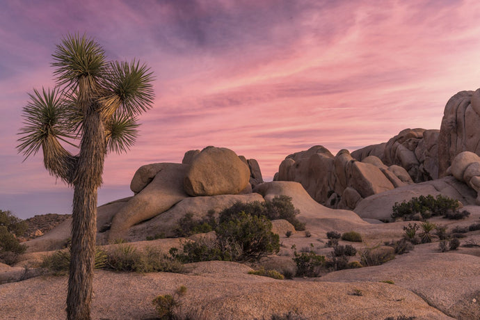 Joshua trees and rocks on a landscape, Joshua Tree National Park, California, USA