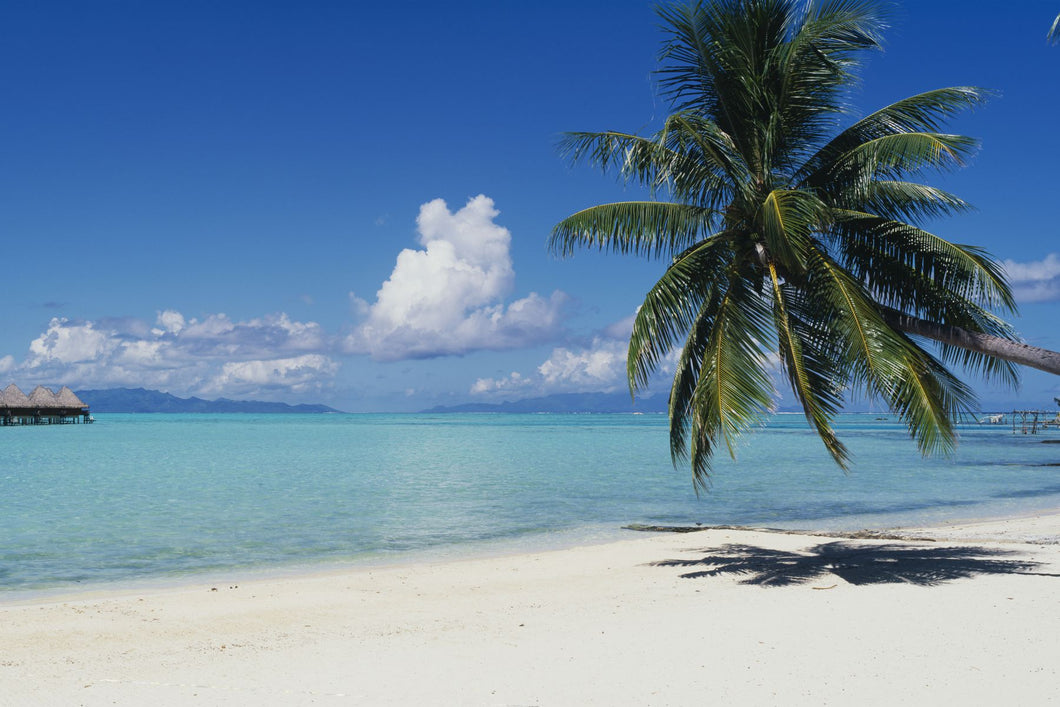 Palm Tree On The Beach, Moana Beach, Bora Bora, Tahiti, French Polynesia