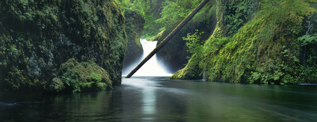 Waterfall in a forest, Punch Bowl Falls, Eagle Creek, Hood River County, Oregon, USA