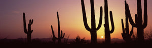 Silhouette of Saguaro cacti (Carnegiea gigantea) on a landscape, Saguaro National Park, Tucson, Pima County, Arizona, USA