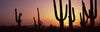 Silhouette of Saguaro cacti (Carnegiea gigantea) on a landscape, Saguaro National Park, Tucson, Pima County, Arizona, USA