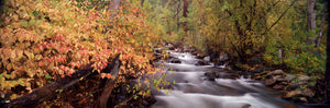 Stream flowing through a forest, Inyo County, California