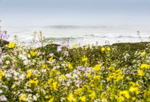 Wildflowers and the coastline in the fog near Davenport, California, USA
