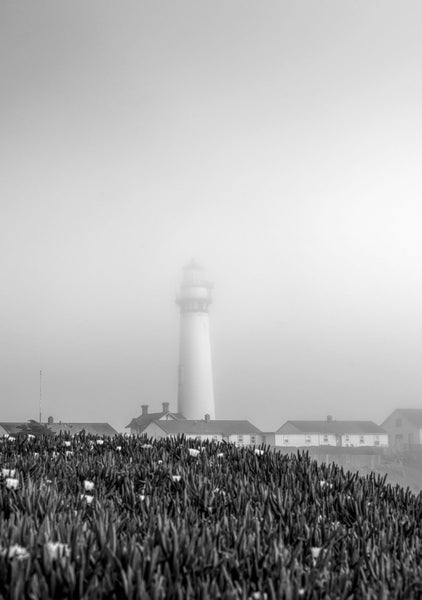 Flowering tulip plants with Pigeon Point Lighthouse in the fog, near Pescadero, California, USA